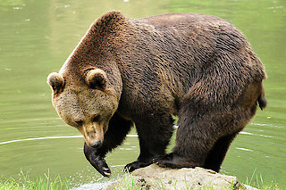 Tierfreigehege im Nationalpark Bayerischer Wald